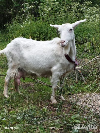 Зааненская дойная коза