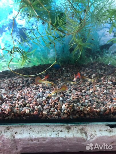 Аквариум с рыбками б/у