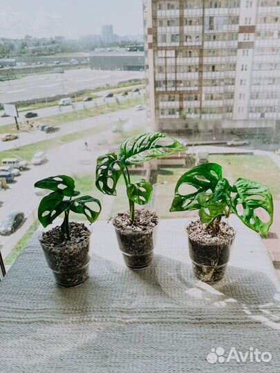 Монстера манки маск