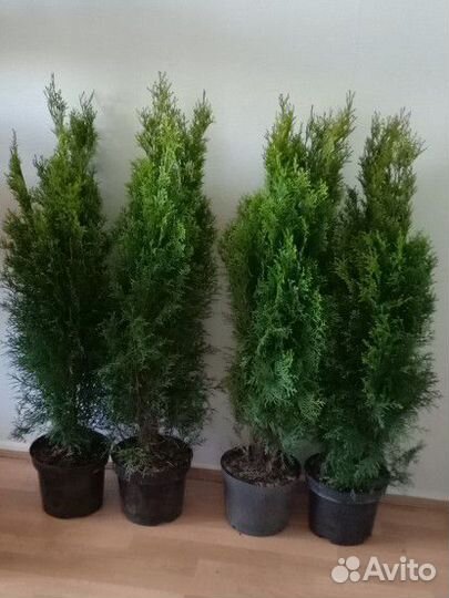 Туи Смарагд 100-120 мелкий опт