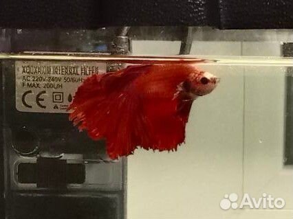 Петушок красный