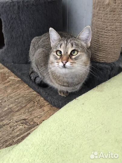 Кошка в дар бесплатно