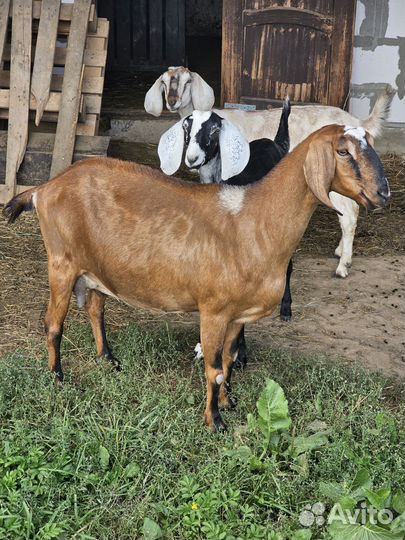 Нубийские козы