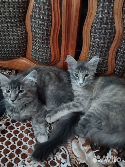 Котята мейн-кун