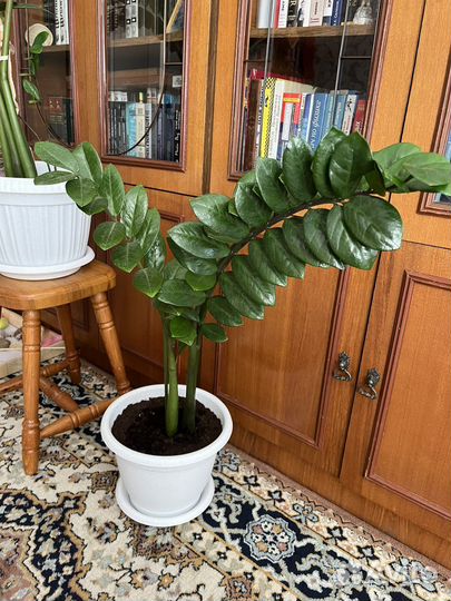 Замиокулькас- долларовое дерево