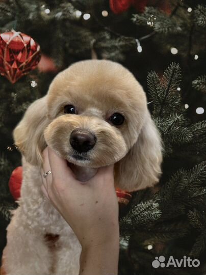 Грумер.Стрижка животных