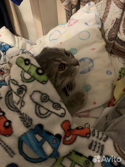 Отдам кота в добрые руки