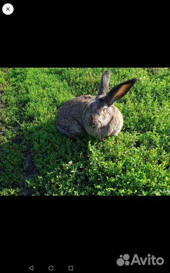 Домашние животные кролики