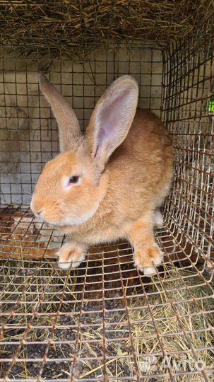 Кролики мясных пород