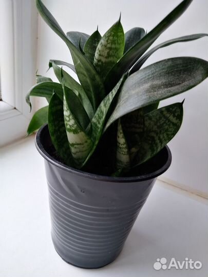 Комнатные растения