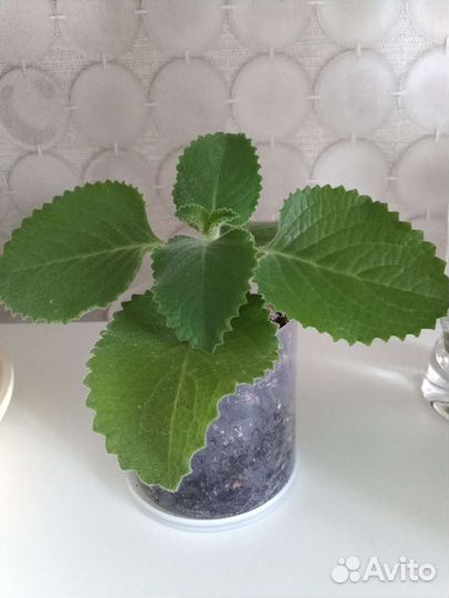 Мята комнатная плектрантус