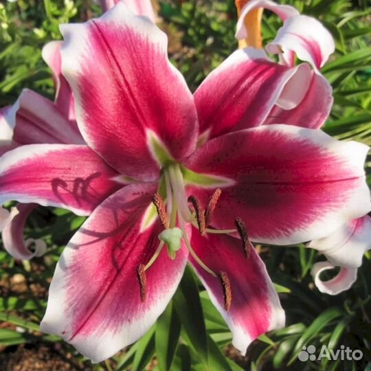 Лилия саженцы Мисс Марпл