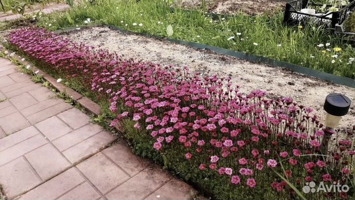 Камнеломка