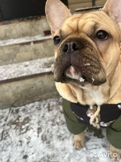 Французский бульдог вязка