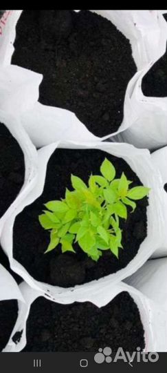 Черназём и навоз