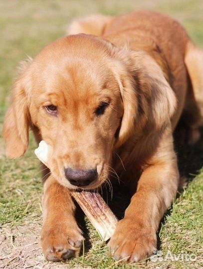 Лакомства для собак рога