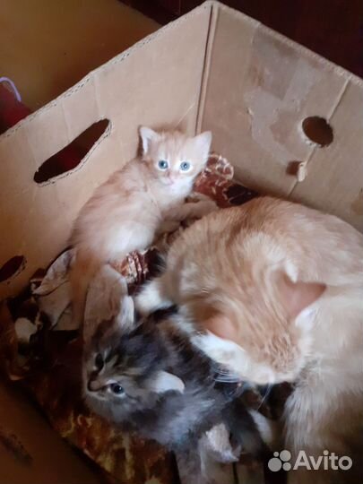 Котята в добрые руки