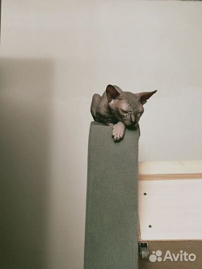 Донской сфинкс вязка