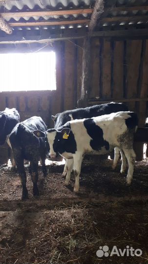 Бычки,телки.Ишеевка