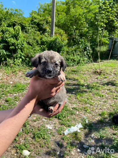 Щенки 1,5 месяца