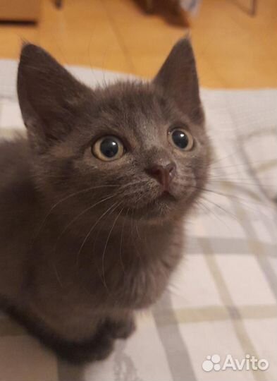 Котик в добрые руки