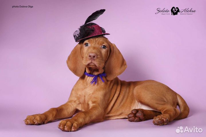 Малыши венгерской выжлы ожидают вас