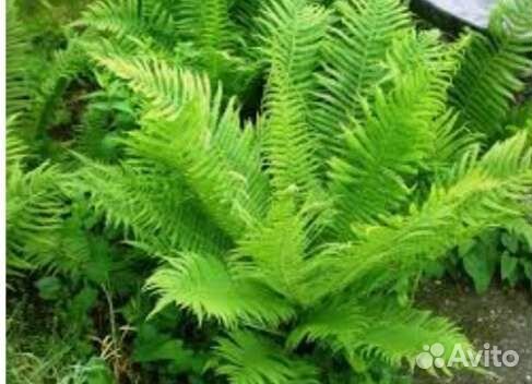 Папоротник страусник