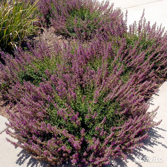 Саженцы Дубровник вечнозеленый розовый доставка