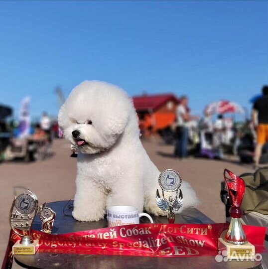 Бишон фризе вязка