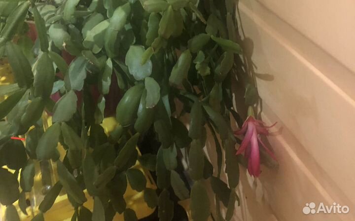 Декабрист розовый с горшком (двойное дно)