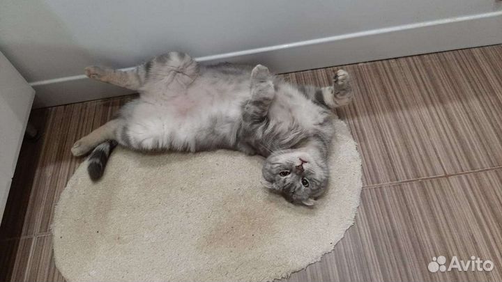 Кот вислоухий отдам