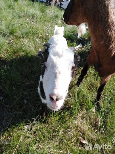 Козы. Коза на мясо