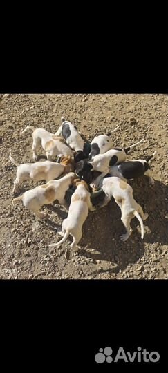 Щенки английского пойнтера