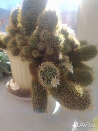 Кактус Маммилярия