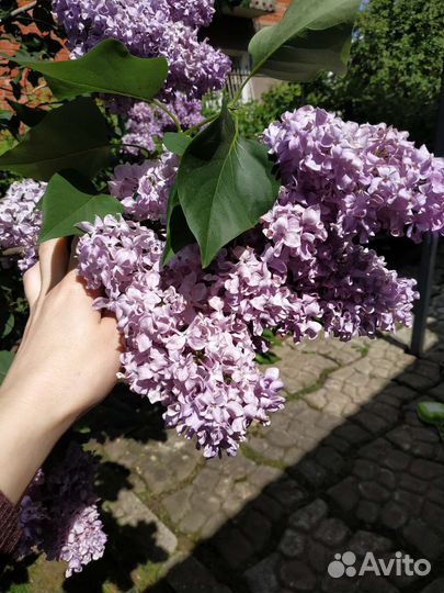 Саженцы сирени