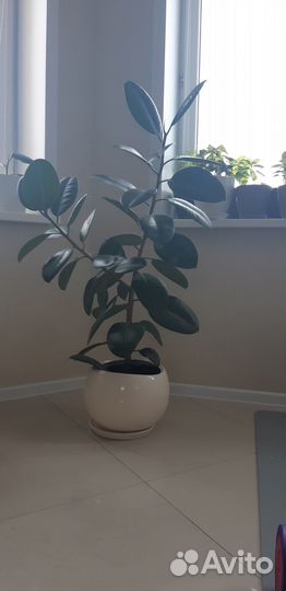 Фикус каучуконосный