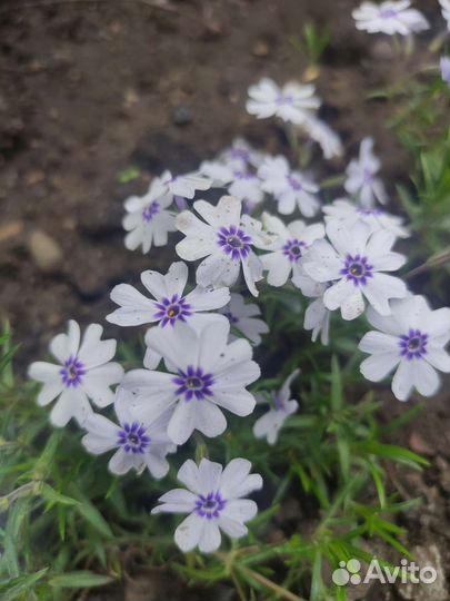 Почвопокровные растения почвопокровники