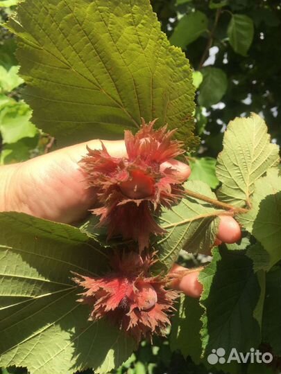 Сумах, живучка, лилейник, лилия, фундук и много др