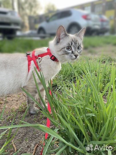 Отдам в добрые руки