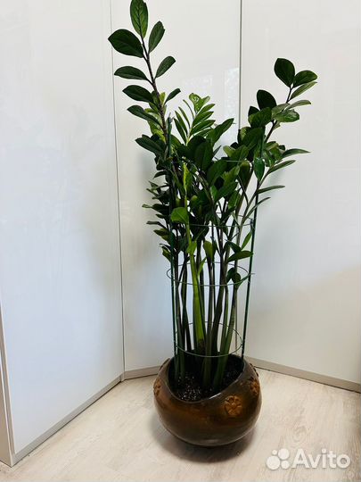 Замиокулькас (долларовое дерево)