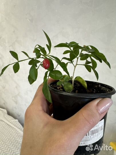 Комнатные цветы