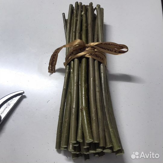 Черенки Американка гигантская