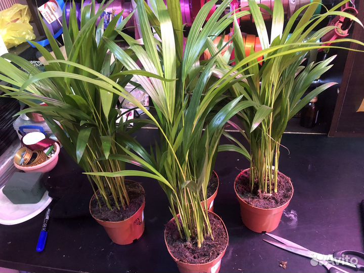 Дипсисы 45 см