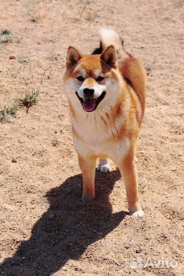 Кобель шиба ину(сиба) для вязки