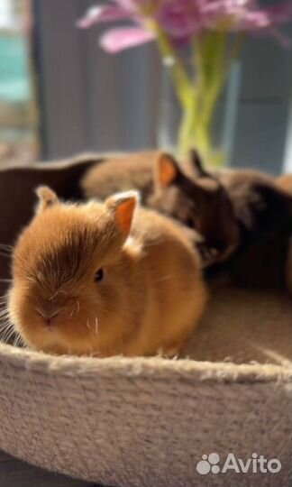 Кролики мини Невероятно Милые из Питомника