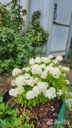 Гортензия метельчатая