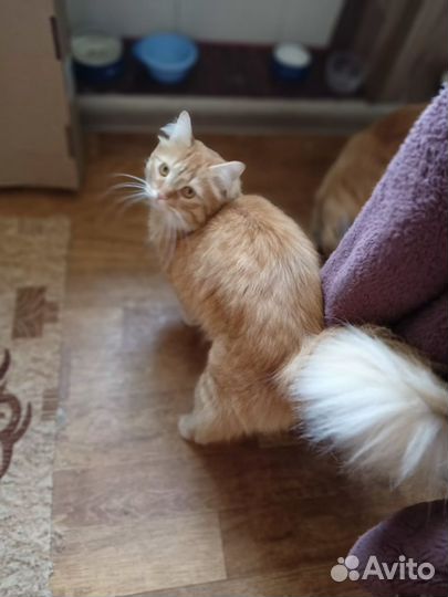 Полумейкун