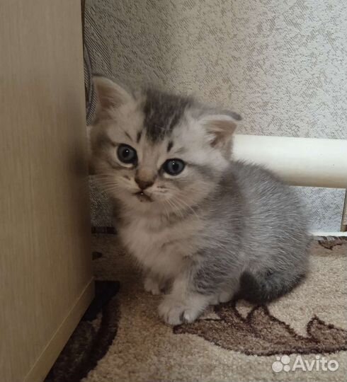 Шотландская