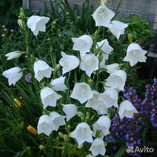 Уличные цветы