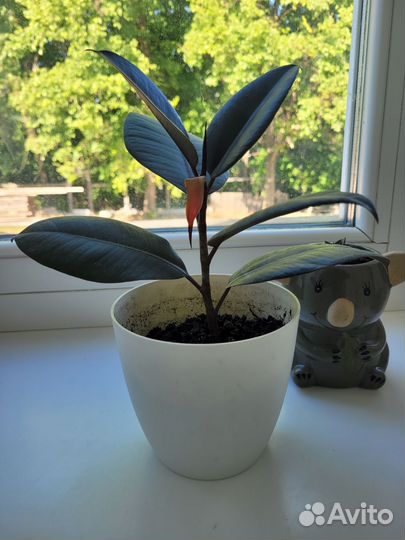 Фикус каучуконосный эластика